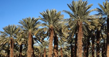 عامر بن عيد أحمد يكتب: من جماليات لُغتِنا: في ذكر الفاكهة والنخْل والرُمان