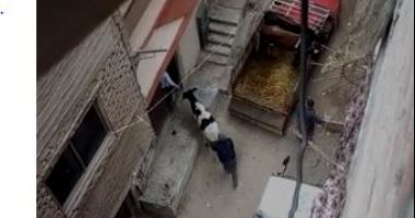 شكوى من تحول منزل لحظيرة مواشى فى شارع حسن حجاج بالمرج