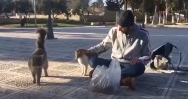 شاب فلسطينى يُطعم القطط فى ساحة المسجد الأقصى.. فيديو
