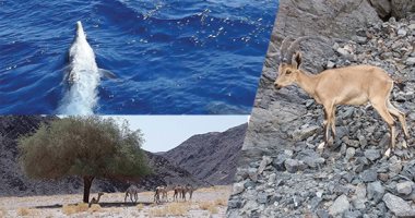 "حماطة" تجسد جمال الطبيعة البرية والبحرية بالبحر الأحمر.. تضم ثانى أكبر قمة جبلية بالبحر الأحمر.. ويقطنها الغزال المصرى والماعز الجبلى والقط البرى.."سرتوت" أفضل مناطقها والعيون مصدر المياه لحيواناتها البرية