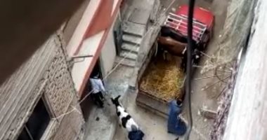 سكان شارع عطية بالمرج يناشدون نقل حظيرة لتربية المواشى خارج المنطقة