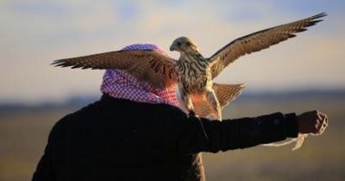 انطلاق النسخة السادسة لمهرجان الصقور بالسعودية بمشاركة 1000 صقر