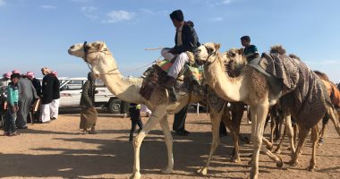 تسجيل بيانات 600 متسابق فى منافسات مهرجان الهجن بشرم الشيخ ..صور