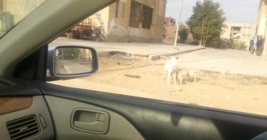 "الكلاب الضالة" تصيب الأهالى بالذعر فى المنطقة الأولى بحدائق أكتوبر