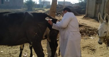 تحصين 101 ألف رأس أبقار وأغنام ضد مرض التهاب الجلد العقدى بالمنوفية