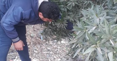 زراعة القليوبية تطلق حملة مكافحة القوارض للحفاظ على محصول القمح.. صور