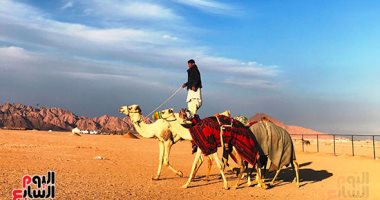 رموز القبائل وملاك الهجن يشكرون الرئيس: حوّل أقدم رياضة من المحلية للعالمية