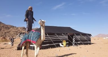 انطلاق أكبر تنافس في تاريخ سباقات الهجن على أرض مصر بمشاركة 1030 مطية غدا
