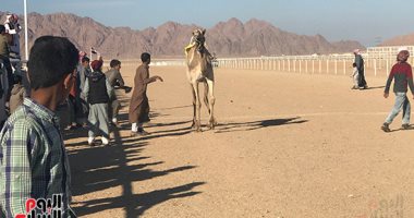 انطلاق الأشواط المسائية لسباق الهجن بشرم الشيخ بحضور وفد الإمارات.. صور