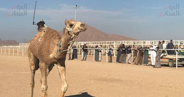 بالأرقام.. ننشر نتائج منافسات اليوم الأول لسبقات الهجن بشرم الشيخ 