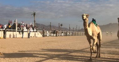 صور .. حكايات سباقات الهجن فى الميدان من البداية للنهاية
