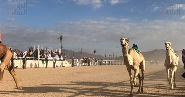 انطلاق فعاليات ثانى أيام مهرجان سباق الهجن بشرم الشيخ