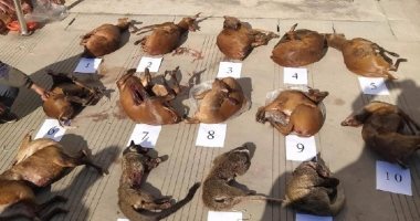 تهريب حيوانات نافقة متهمة بنشر كورونا فى الصين رغم الحظر والتجريم.. صور