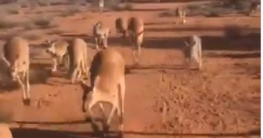 عامل ينظم رحلة لحيوانات الكنغر باستراليا لإعادة دمجهم فى حياة الغابة..فيديو