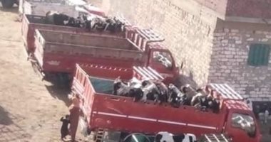 أهالى أبو المطاطير بالبحيرة يشكون من التلوث بسبب سوق الجمعة للمواشى