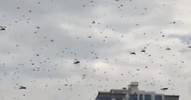 فيديو.. طوارئ فى دول عربية بسبب حشرة.. اعرف التفاصيل