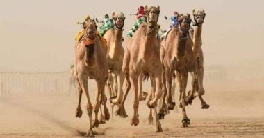 تعرف على التجهيزات الأخيرة لمهرجان الهجن فى دورته العاشرة بالشرقية (صور)