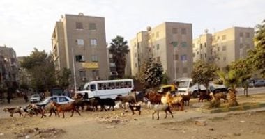صور ..انتشار الخرفان حول القمامة بالشارع الجديد بشبرا يهدد عملية التطوير
