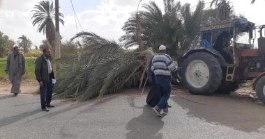 صور.. "نخلة" تسقط لشدة الرياح وتقطع الطريق الغربى السريع جنوب الأقصر