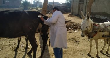 تحصين 141 ألف و 617 رأس من الماشية ضد مرض التهاب الجلد العقدى بالمنوفية