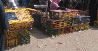  صور .. انتشار ظاهرة ذبح الطيور الحية بسوق الخميس ببلبيس.. ورئيس المدينة يشن حملة