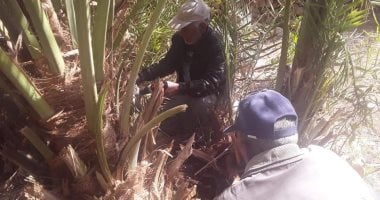 صور .. زراعة الوادى الجديد: الانتهاء من فحص 24 ألف شجرة نخيل وعلاج 886 من السوسة