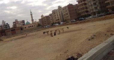 شكوى من انتشار الكلاب الضالة فى شارع 2 بالمقطم