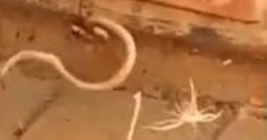"مين هيفوز".. صراع دموى بين عنكبوت وثعبان صغير فى فناء منزل أسترالى.. فيديو