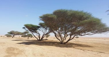 تعرف على أبرز 9 معلومات عن التغيرات البيئية فى العالم