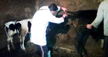 "بيطرى الوادى الجديد": علاج 53907 رؤوس ماشية ضد الطفيليات