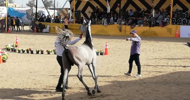 محافظ البحيرة يفتتح المهرجان الدولى للخيول العربية الأصيلة.. صور