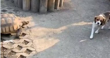 مطاردة طريفة بين سلحفاة وكلب فى فناء منزل رجل أمريكى.. فيديو