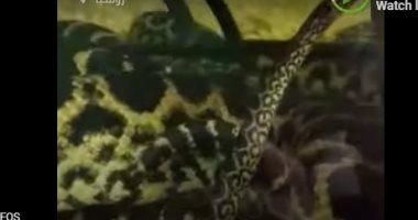 فيديو.. تختلف عن الآخرين.. لحظات ولادة أفعى الأناكوندا
