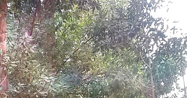 محافظة الغربية تطرح 206 أشجار تم إزالتها من محطة إنتاج البيض للبيع