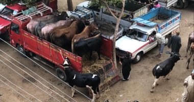 قارئ يشكو وجود سوق مواشى فى قرية الأبعدية بمركز أوسيم بالجيزة
