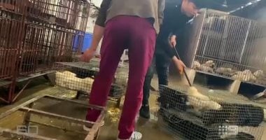 فيديو صادم يكشف استمرار بيع حيوانات شديدة الخطورة بأسواق ووهان رغم انتشار كورونا
