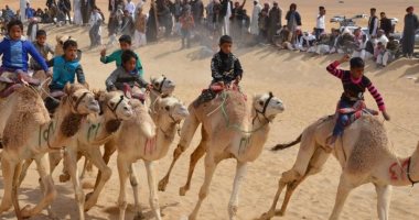 7 دول تشارك فى مهرجان الإسماعيلية الدولى الـ19 لسباقات الهجن العربية