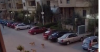 سيبها علينا.. قارئ يشكو من انتشار الكلاب الضالة بشارع سلامة حجازى بالتجمع الخامس