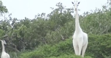 صيادون يقتلون الزرافة البيضاء الوحيدة بالعالم وصغيرها فى كينيا.. صور