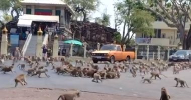 الجوع وحش.. مئات القرود تتقاتل فى شوارع تايلاند على موزة واحدة.. فيديو