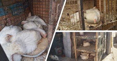 ذبح الطيور بمركز دشنا قنبلة موقوتة.. محلات تنتشر بالأسواق وتخالط المدارس وتصدر الأمراض والوباء..الطب البيطرى: الضرب بيد من حديد لمنع الظاهرة.. وصحة المواطن أهم.. والأهالى يطالبون بالتصدى بالتزامن مع كورونا..صور