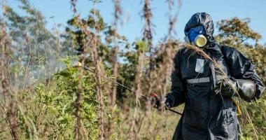 الفاو تحمل الجراد والآفات مسئولية تدمير 40% من المحاصيل كل عام.. فيديو