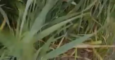 فيديو .. قارئ يشارك لحظات المطر والبرق والرعد من مدينة طيبة الجديدة بالأقصر