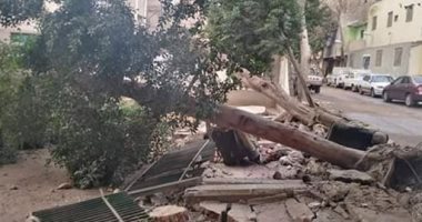 "شاركونا".. قارىء يشارك بصورة سقوط الأشجار بسبب الأمطار فى مصر القديمة