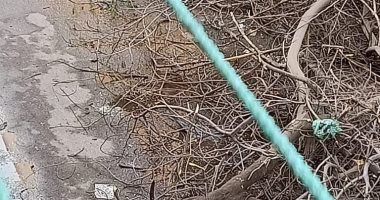 قارىء يشارك بصورة سقوط الأشجار بسبب الطقس فى الساحل بشبرا 