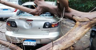 تهشم 10 سيارات لسقوط أشجار بالمعادى وحلوان والمقطم بسبب الطقس السيئ.. صور