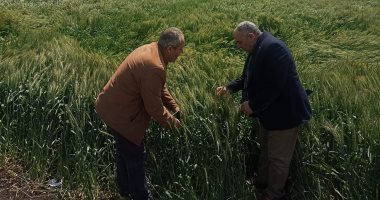 وكيل زراعة الغربية يتفقد زراعات القمح والبصل بعد موجه الطقس السيء