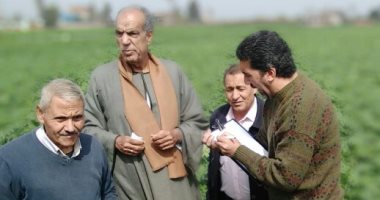 صور.. الزراعة: لجان مرورية على محصول البطاطس الصيفى بعد موجة الأمطار