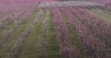 "كأنك فى الجنة".. حقول اليونان تتحول للوردى فى موسم ازدهار "الدراق"