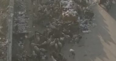 "الاغنام والقمامة".. استغاثة للمسئولين من انتشار الأوبئة فى بولاق الدكرور